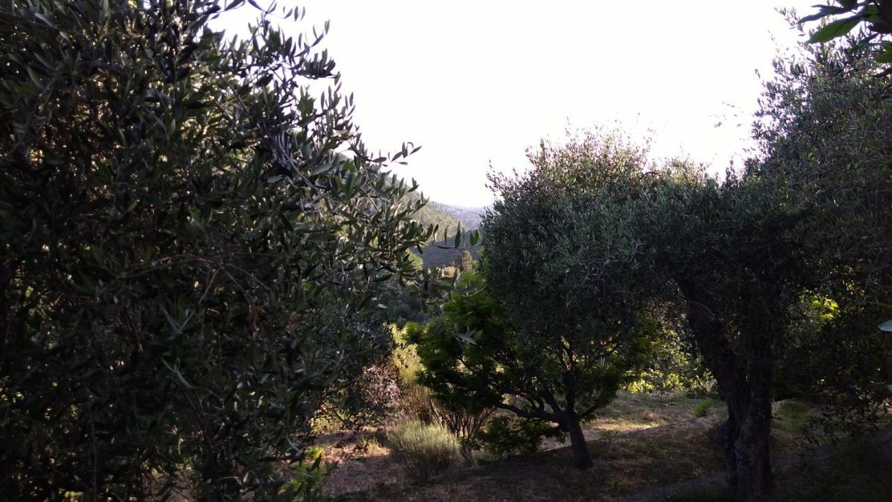 La Porta Del Sole Appartamento Nell'Oliveto Σεμπόργκα Εξωτερικό φωτογραφία